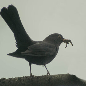 ������ �����